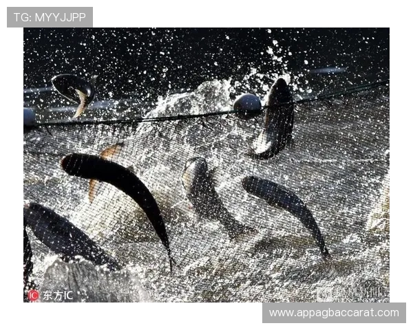 PA捕鱼网站新用户注册流程详解轻松开启你的捕鱼体验 PA捕鱼网站新用户注册流程详解轻松开启你的捕鱼体验
